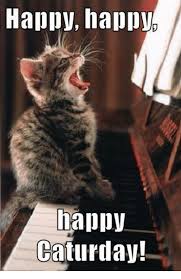 Find and save happy saturday memes | from instagram, facebook, tumblr, twitter & more. Caturday Memes