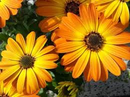 Image result for Osteospermum muricatum