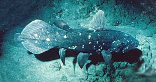 Image result for Coelachne