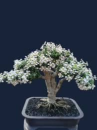 Image result for Malpighia coccigera