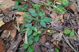 Image result for Vigna hosei