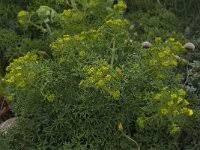 Image result for Chlorophytum angustissimum