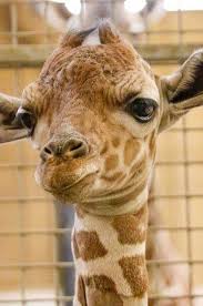 Oh, baby! Zoo in Nebraska welcomes female giraffe calf