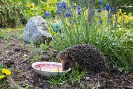 Wir haben den igel dann ertmal unter augenschein genommen. Igel Im Garten Was Ist Zu Tun Wenn Sie Einen Putzigen Igel Finden