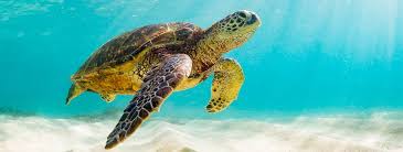 Check spelling or type a new query. Que Comen Las Tortugas Hospital Veterinario Nacho Menes