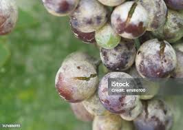 Image result for Uncinula necator