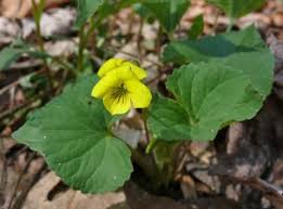 Image result for Violaceae