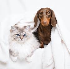 Bildresultat för cat and dog