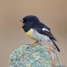 Bird With Big Mouth Big Head Has A Big Mouth Too Here S A South Island Tomtit Beakin Off In The High Country Of Canterbury New Zealand New Zealand South Island Beautiful Birds