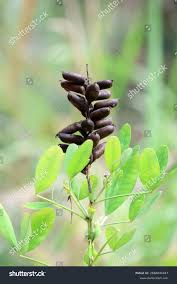 Image result for Crotalaria goreensis