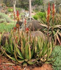 Image result for Aloe lutescens