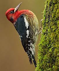 The head, nape, throat, and breast are bright red; Description Of The Red Breasted Sapsucker