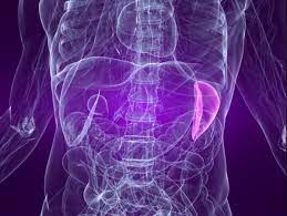 Se non vai immediatamente dal medico, il virus non solo indebolirà l'intero corpo, ma promuoverà anche la penetrazione di altri batteri. Dolore Alla Milza Dopo Aver Mangiato O A Riposo Medicinalive