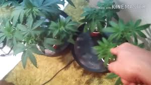 The migro aray 8 is a 480w to 530w led grow light with 8 led bars, two drivers with dimmer control and 3.5m (12ft) long cables system efficiency (usable ppf): Spectrum King Closet Case 100 Grows Amnesia Haze By The Ganjapreneur