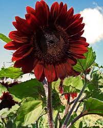 100 marigold seeds, bulk seeds, medicinal companion flower garden seed, prepper seeds, grow your own. Daftar Nama Bunga Gambar Bunga Cantik Indah Unik Dan Langka Lengkap Dengan Penjelasannya Kumpulan Macam Macam Bunga Hi Bunga Tanaman Tahunan Tanaman Asli