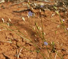 Image result for Wahlenbergia flexuosa
