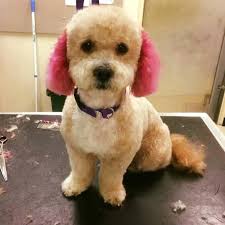We care about making your experience with us a great one! Purrfect Paws Pet Grooming Salon Home Facebook