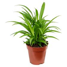 Image result for Chlorophytum