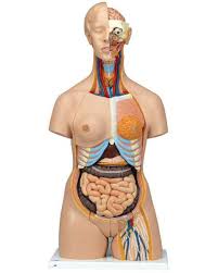 Hand painted and meticulously assembled to simulate human anatomy. Torso Anatomy Models Human Torso Models