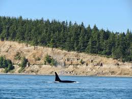 Check flight prices and hotel availability for your visit. Kelly S Point Property Skagit Land Trust
