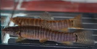 Image result for Kotschya ochreata