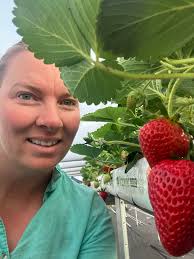 Over the winter we built a hydroponic strawberry system for 2,500  strawberry plants. It has been a long wait but look at them now! This took  a lot of time, effort and