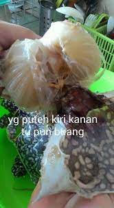 Sis hanya makan ketam jika ianya dicuci sebegini. Ooo Macam Ni Cara Siang Ketam Tapi Pen Hitam Dot Com Facebook