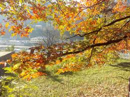 We did not find results for: File Japanese Fruit Tree 04 Jpg Wikimedia Commons
