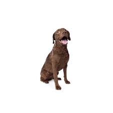 He was whelped on april 19th, akc full registration, dewcl…. Chesapeake Bay Retriever Puppies Petland Racine Wi