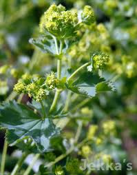 Image result for Alchemilla kiwuensis