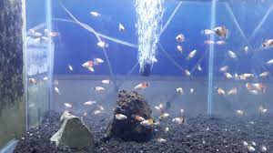 Full setting aquarium ikan hias laut di mulai dengan harga rp. Aneka Ikan Hias Youtube