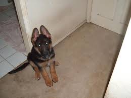 11 Week Old Gsd Weight Normal German Shepherds Forum