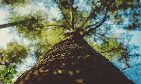 Midwest tree service is located in oraville city of illinois state. Mid West Tree Service