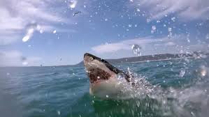 If you fail, then bless your heart. Your Guide To Shark Week 2021 The Latest Shark Week News On Discovery Discovery