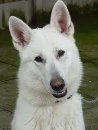 Why buy a german shepherd dog puppy for sale if you can adopt and save a life? 16 White German Shepherd American Shepherd Ideas White German Shepherd German Shepherd White Shepherd