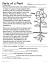 1st Grade Parts Of A Plant Worksheet