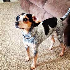 Pin By Charlotte Suffolk Haldiman On Dogs Beagle Mix Beagle Calm Dog Breeds