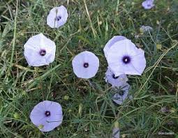 Image result for Grewia avellana