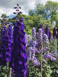5 Tipps Fur Einen Romantischen Garten Im Cottage Stil Garten Pflanzen Garten Ideen Gestaltung Vorgarten Cottage Garten