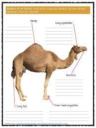 Some fish and reptiles (specifically some shark species and anacondas) hatch their eggs inside the mother, and then 'give birth' to live offspring. Pin On Camels