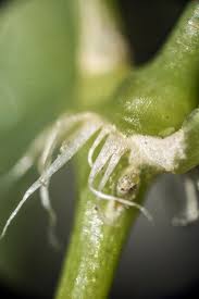 Image result for Drymaria