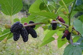 Image result for Morus indica
