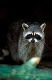 Texas Parks And Wildlife What Animal Best Represents Houston Which Was Incorporated 175 Years Ago Today Follow Hous Animals Wildlife Animals Cute Animals