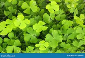 Image result for Marsilea minuta