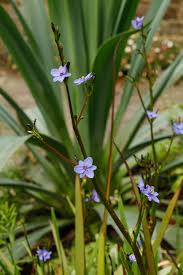 Image result for Aristea