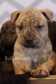Baby Pitbull Black And Brown Brindle Nigerino Pitbull Puppy This Looks Like My Bubba When She Was A Baby Puppies And Kitties Cute Animals Cute Puppies