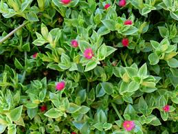 Não encontrou a planta que você estava procurando? Suculentas Que Florescem Conheca 6 Especies Jardim Das Ideias Stihl