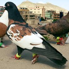 Her Pulpy Tongue Between He Lips Offers A Pigeon Kiss Hnhn The Answer Is Lemon Have You A Little Present For Me Pet Pigeon Pigeon Breeds Pigeon Pictures