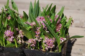 Image result for Ledebouria