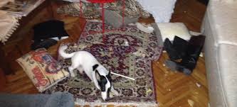 egitim ve davranis problemli kopek sahiplerine oneriler patipedia